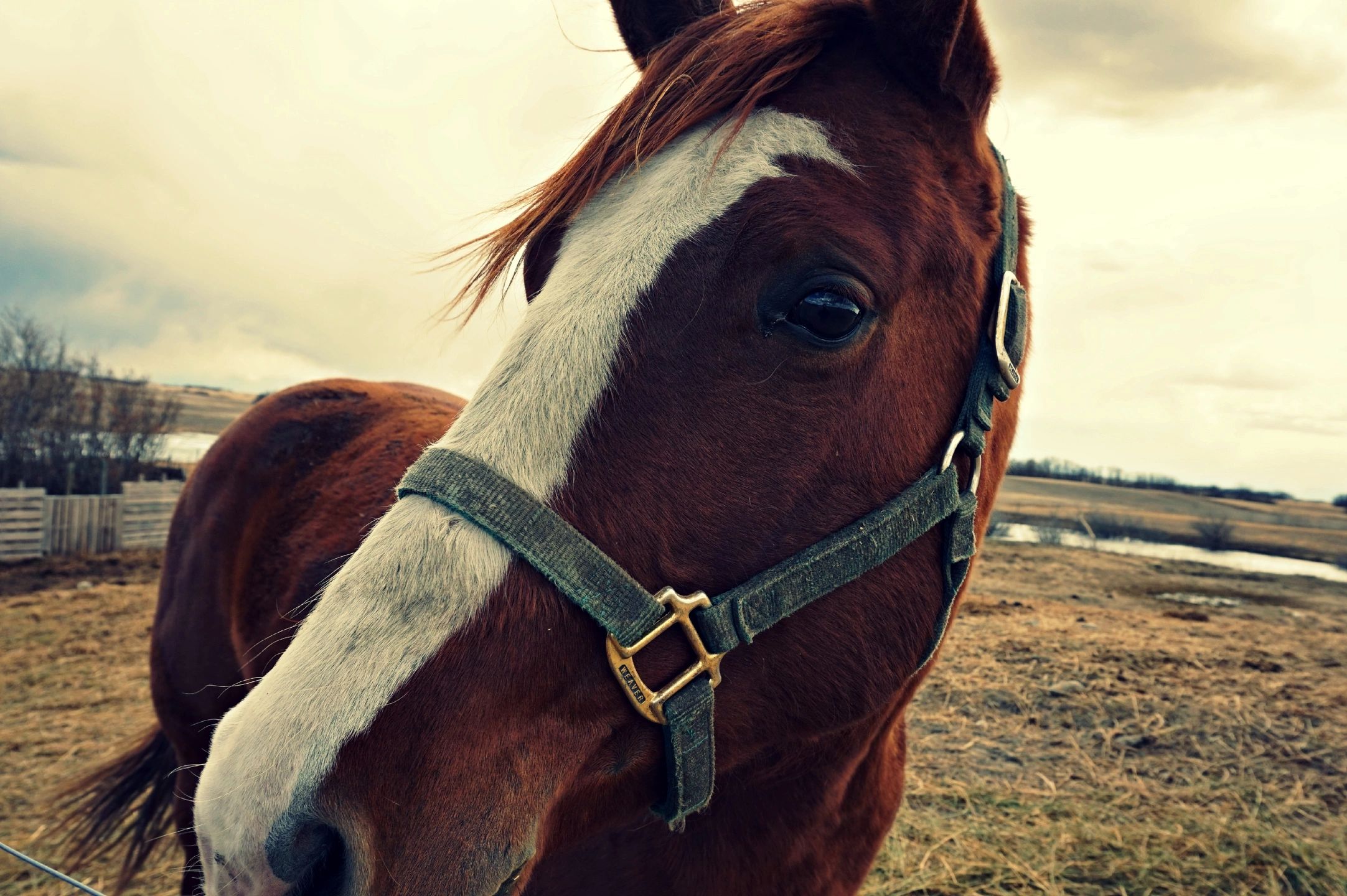Equestrian property gallery image 1