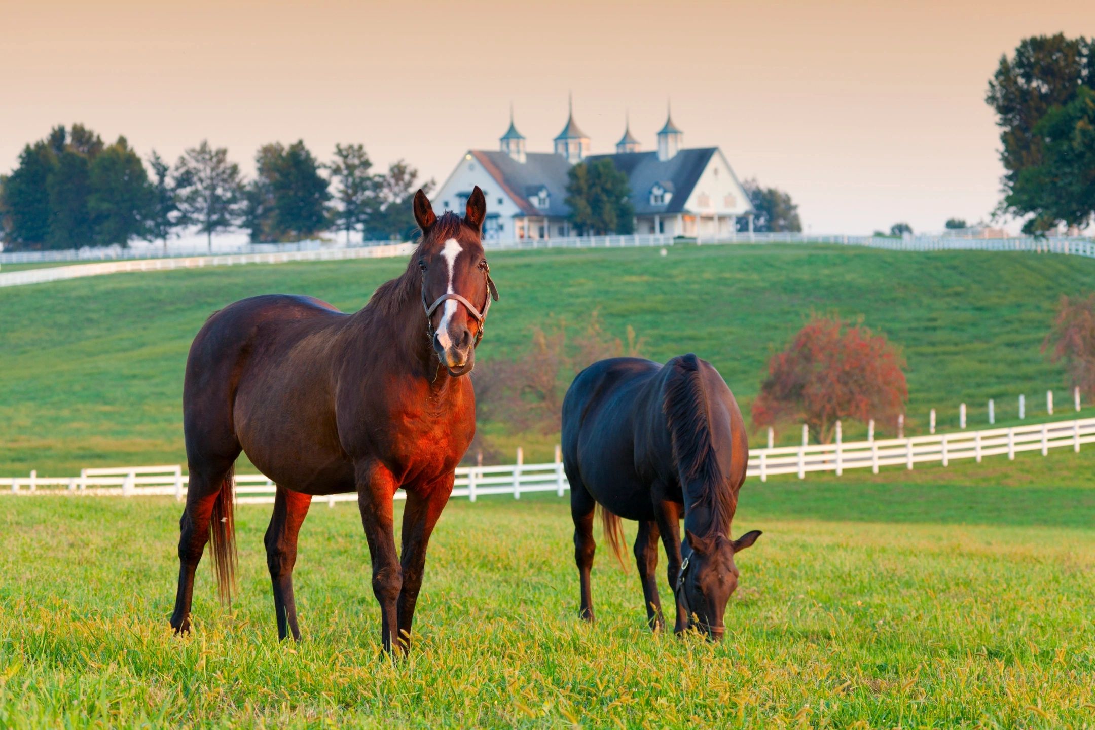 Equestrian property gallery image 2