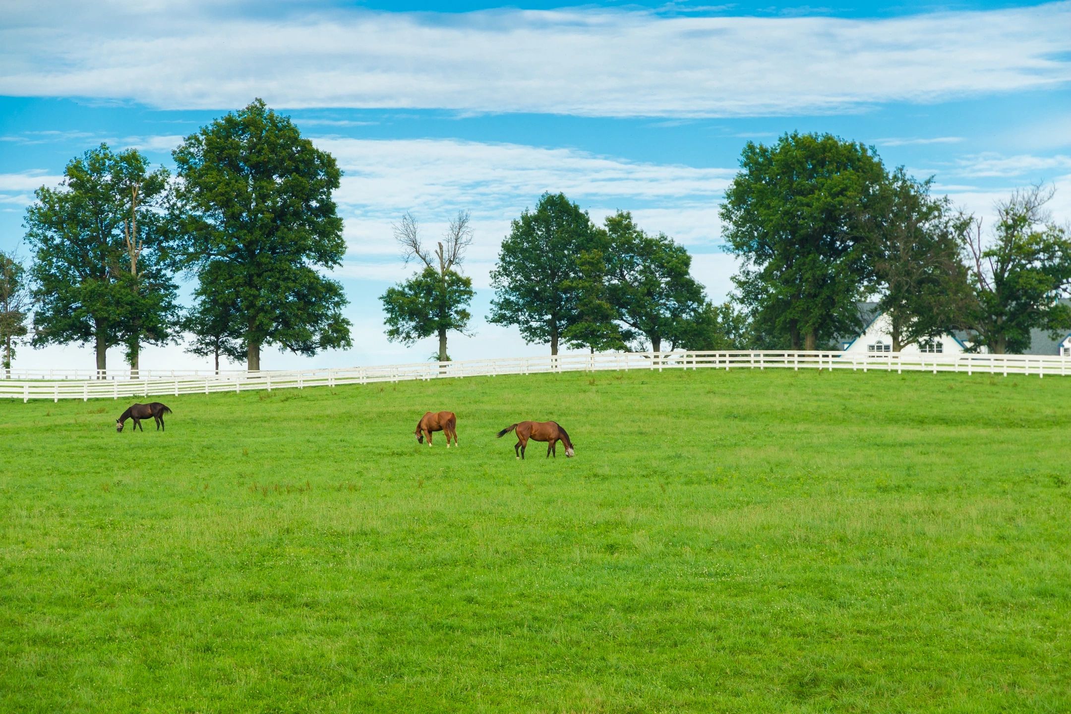 Equestrian property gallery image 3