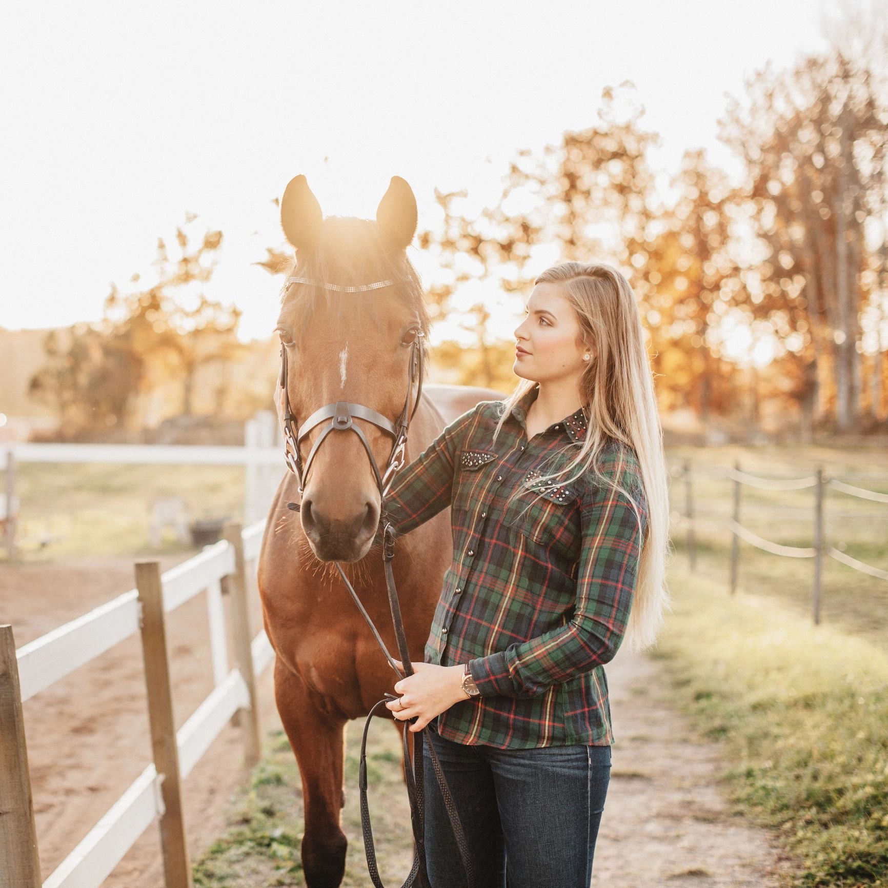 Horse portrait in pastoral farm setting